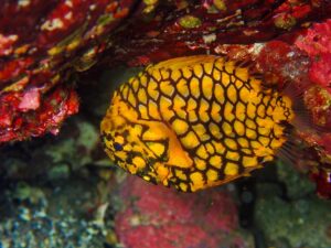 夜行性の小さな松ぼっくりな魚！？「マツカサウオ」